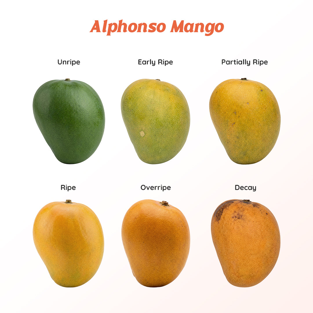 Alphonso Mango 1 Dozen Box